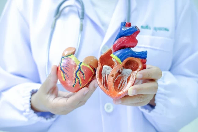 Medic prezintă un model anatomic al inimii